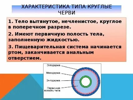 Первичная полость тела функции