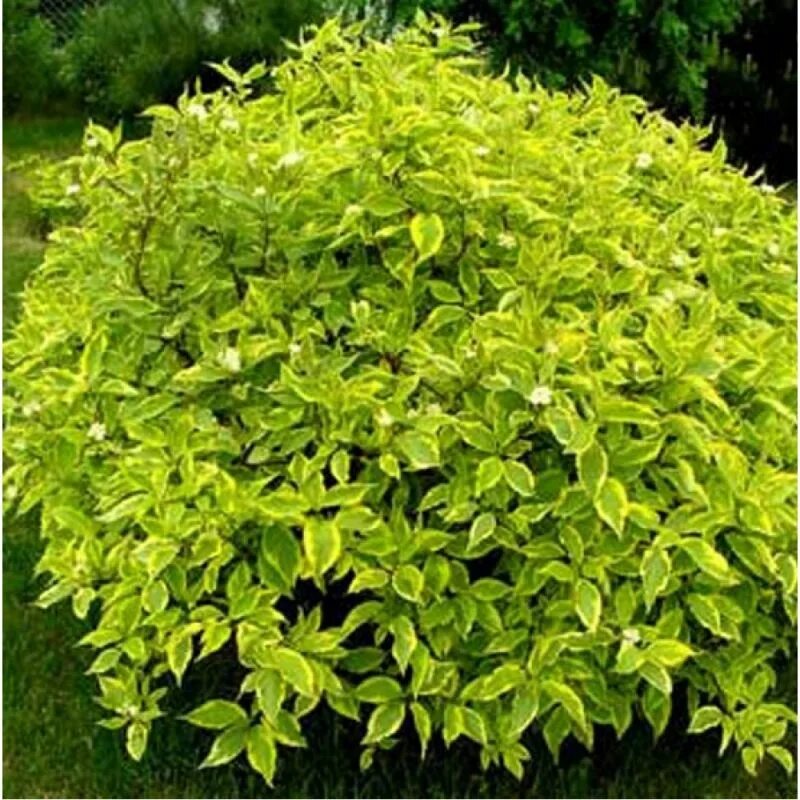 Дерен Ауреа. Дёрен белый Aurea. Дерен белый (Cornus Alba `Aurea`). Cornus Alba Aurea. Дерен белый описание кустарника