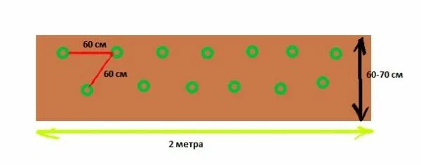 Посадка огурцов расстояние между рядами. Схема высадки рассады огурцов в открытый грунт. Схема посадки огурцов в открытый грунт семенами. Схема высаживания огурцов в открытом грунте. Схема посадки огурцов в открытый грунт в расстил.