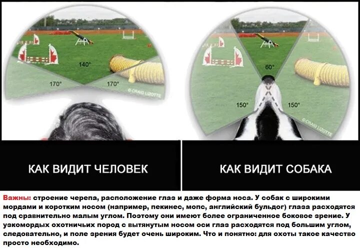 В каком цвете видят мир собаки. Каким цветом собаки видят мир. как видят собаки. какие цвета видят собачки. как видят собаки цвета.