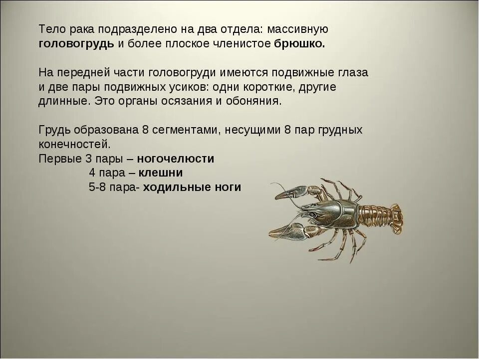 Речной рак состоит из. Членистое брюшко. Речной рак: форма тела и Покров. На голове две пары членистых усиков у ракообразных. Тело Омара состоит из головогруди и членистого брюшка.