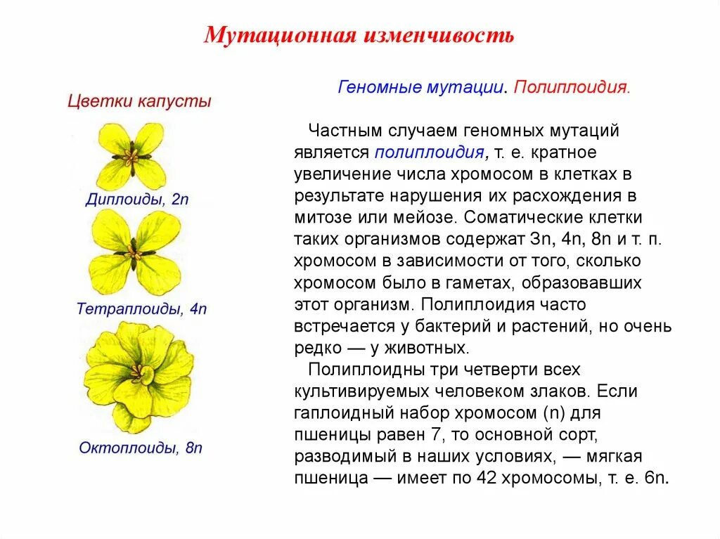 Хромосомная изменчивость примеры. Мутационная изменчивость (мутации). пример полиплоидии мутации у растений. геномные мутации изменчивость. мутационная изменчивость примеры.