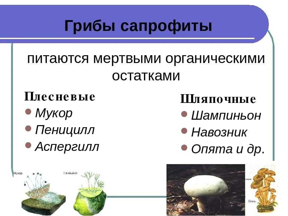 Грибы сапрофиты 5 класс биология. Тип питание сапрофиты грибы. Являются сапрофитами плесневые грибы. Грибы сапрофиты паразиты симбионты. Грибы сапротрофы это