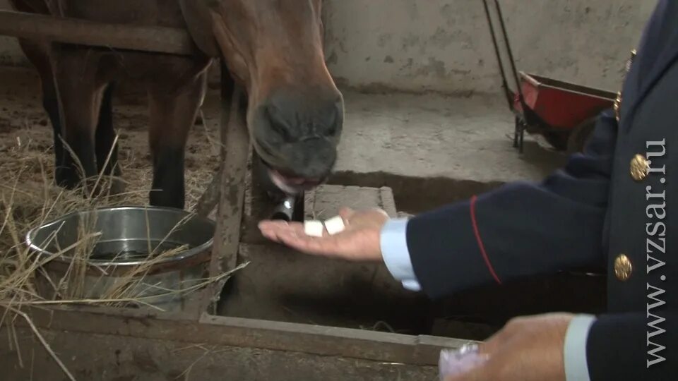 Сахар для лошади. Можно ли лошадям сахар. Конь и сахар. Угостить лошадь. Сахарок для лошади.