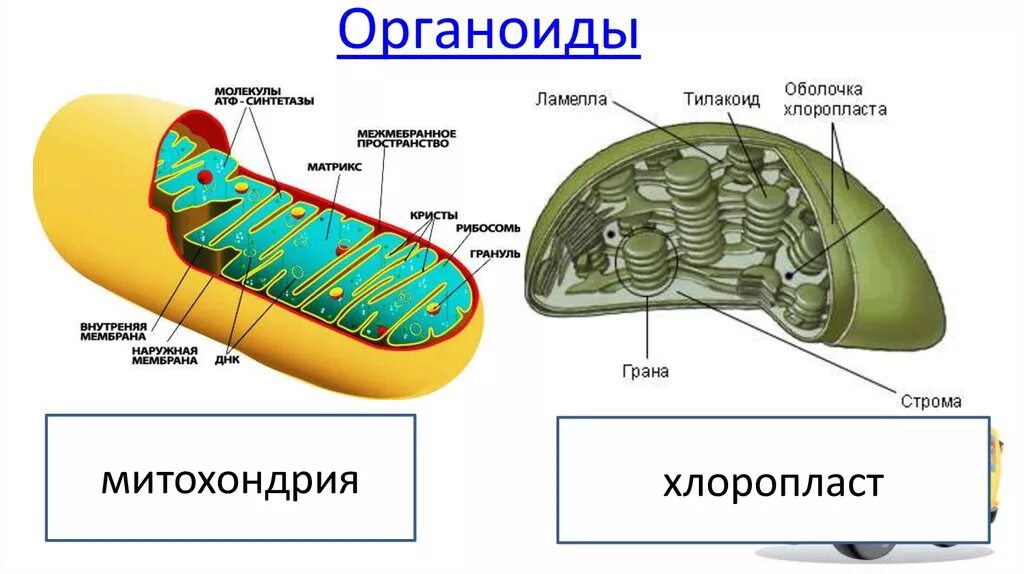 Хлоропласты строение митохондрии