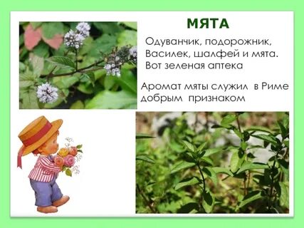 Картинки зеленая аптека