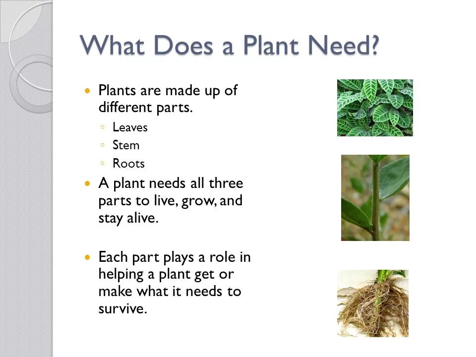 What do Plants need to grow. All about Plants ответы. What do Plants need to grow Worksheets. Growing Plants Plant Parts. What part of russia do you live