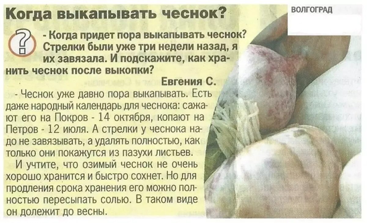 Какого числа убирают чеснок. Когда нужно убирать чеснок. Уборка чеснока. Выкапывание чеснока. Чеснок на грядке.