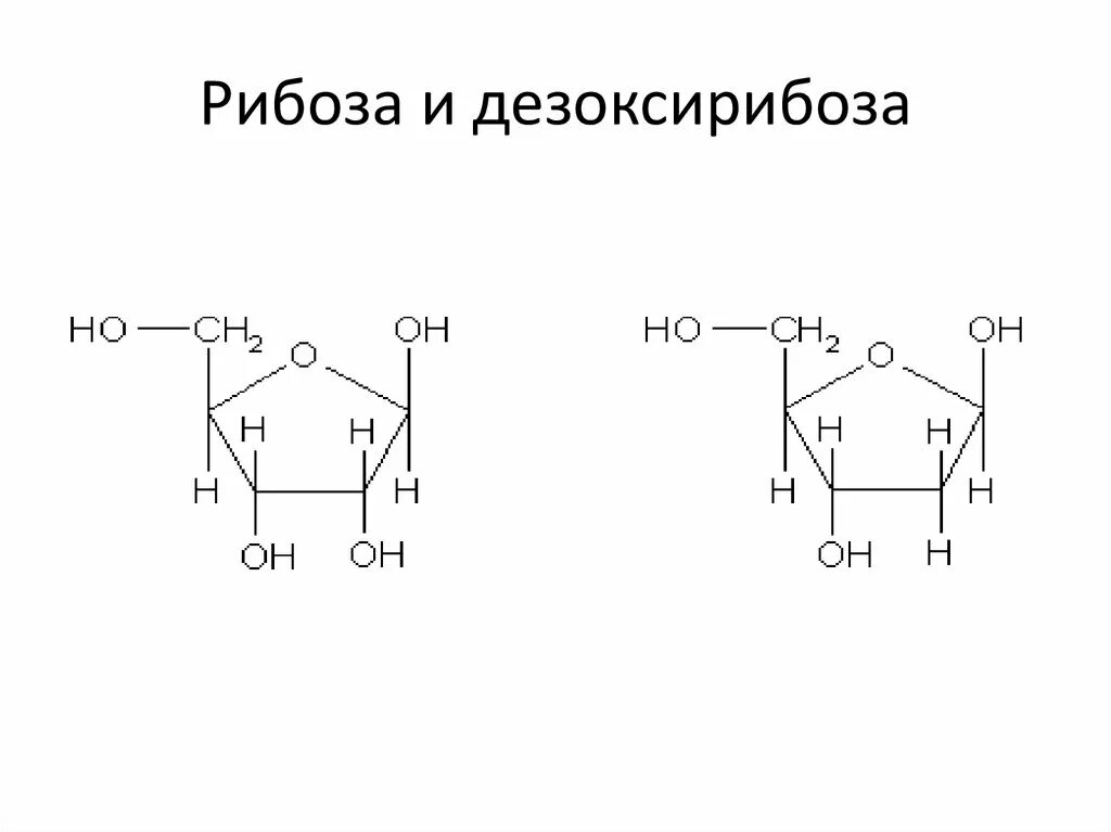 Дезоксирибоза циклическая формула. Формула Глюкозы и рибозы. Структурная формула фруктозы рибозы и дезоксирибозы. Строение Глюкозы фруктозы рибозы дезоксирибозы. Рибоза свойства