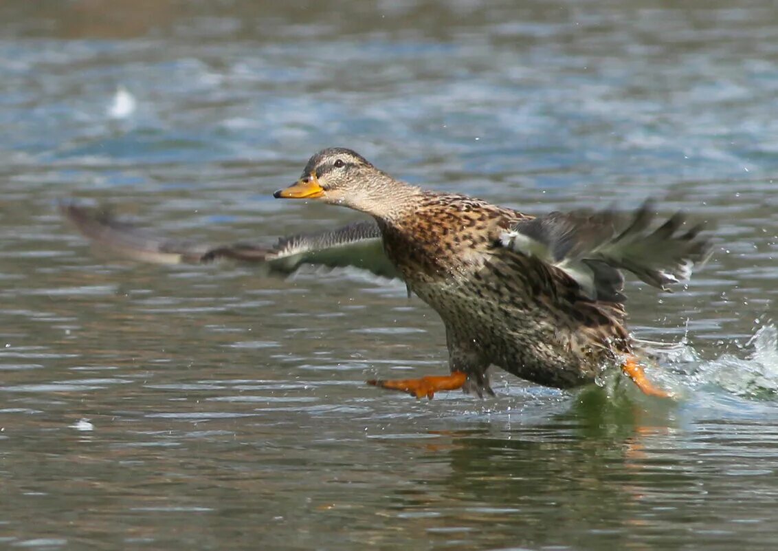 громко крича утки разбегались в разные стороны