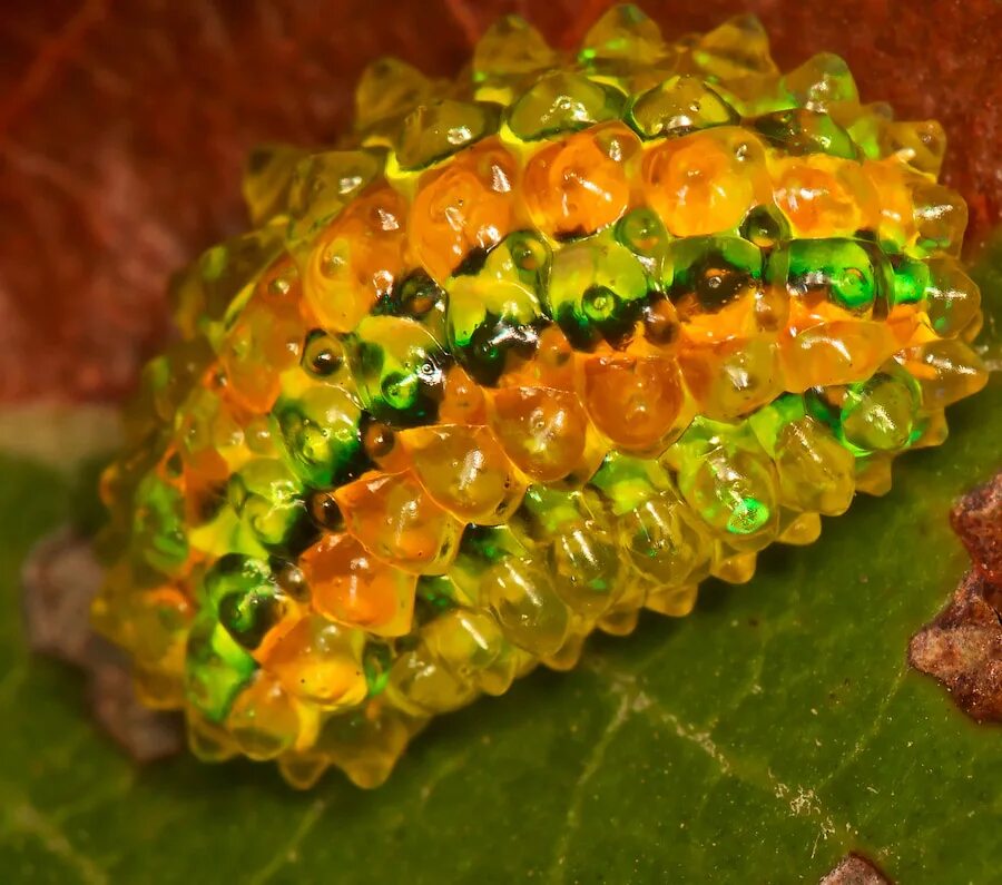 Acraga coa бабочка. зеленая гусеница древоточец. кристальная гусеница дальцерида. Acraga coa гусеница. зеленая гусеница капустница.