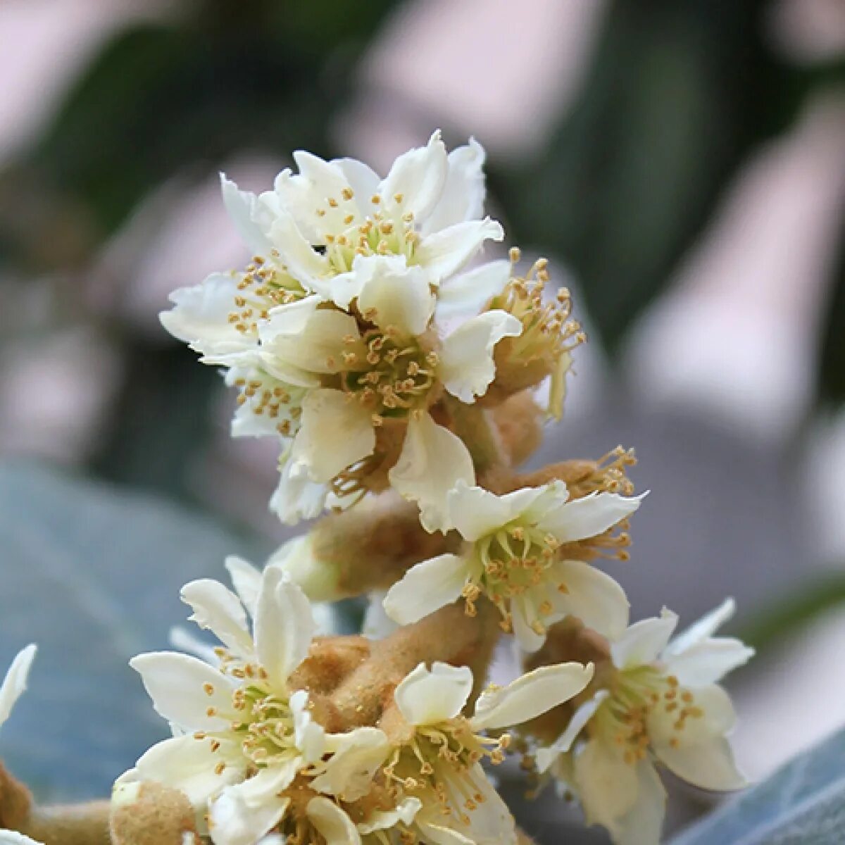 мушмула крымская цветёт. мушмула кавказская цветет. Eriobotrya japonica. мушмула ялта. мушмула цветет.