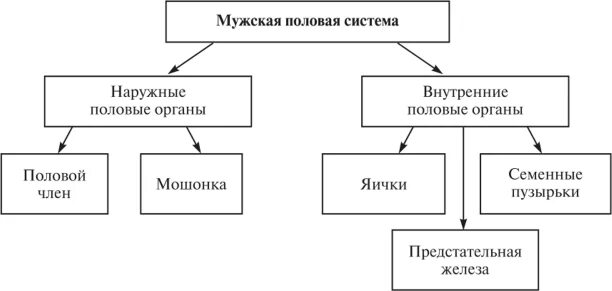 Формы мужского полового. Органы мужской половой системы таблица. Мужская половая система наружные и внутренние. Функции половой системы человека. Женская половая система таблица.