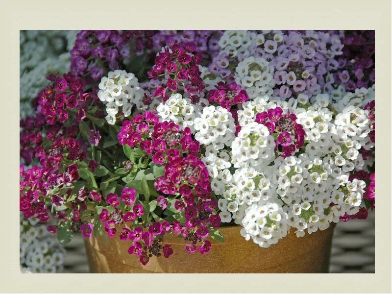 Алиссум мэджик циклес. Алиссум морской. Алиссум лобулярия. Алиссум лобулярия. Лобулярия ароматный микс.