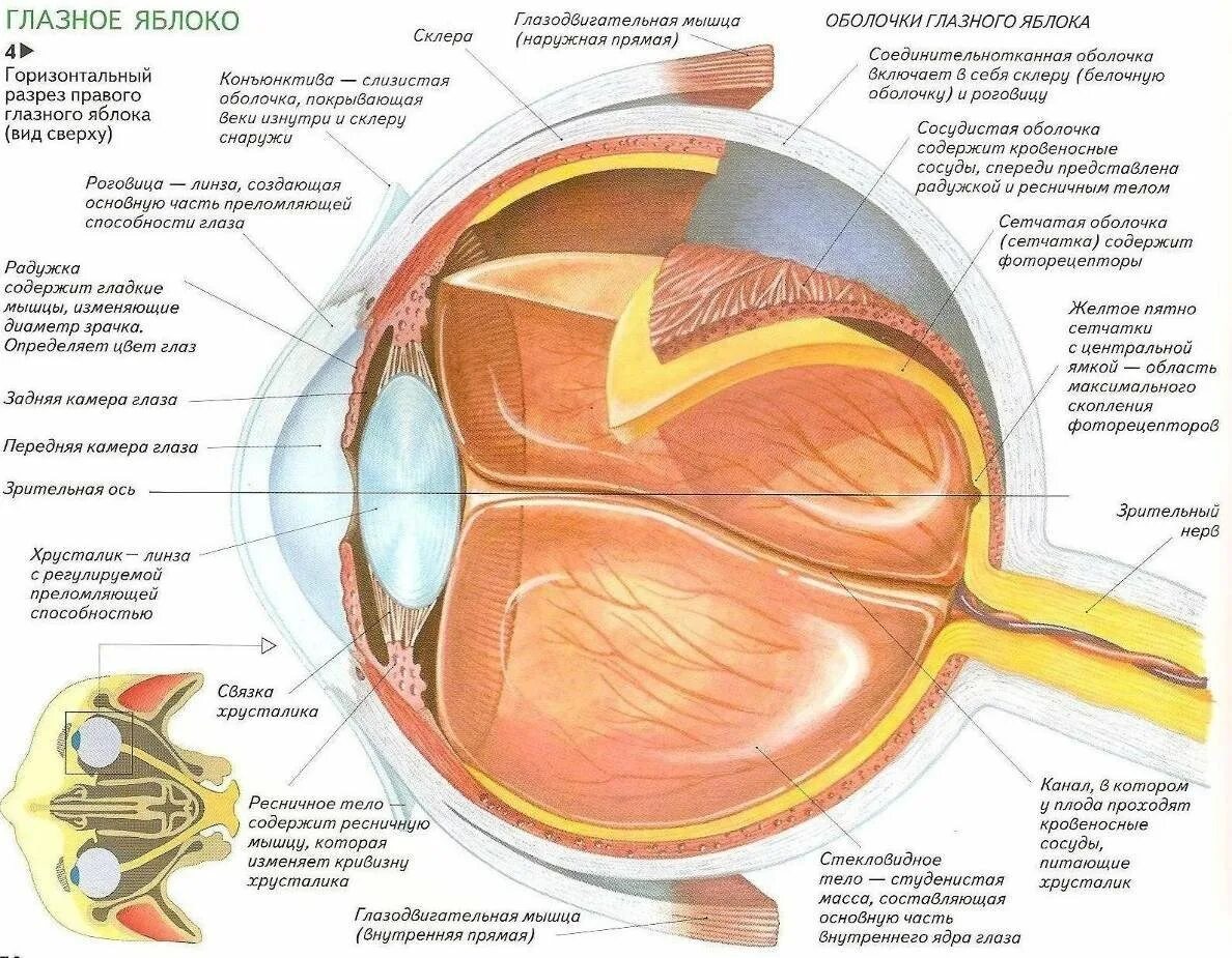 Элементы глаза. Анатомические структуры органа зрения анатомия. Строение глаза человека анатомический атлас. Строение глаза человека схема. Строение глазного яблока анатомия.