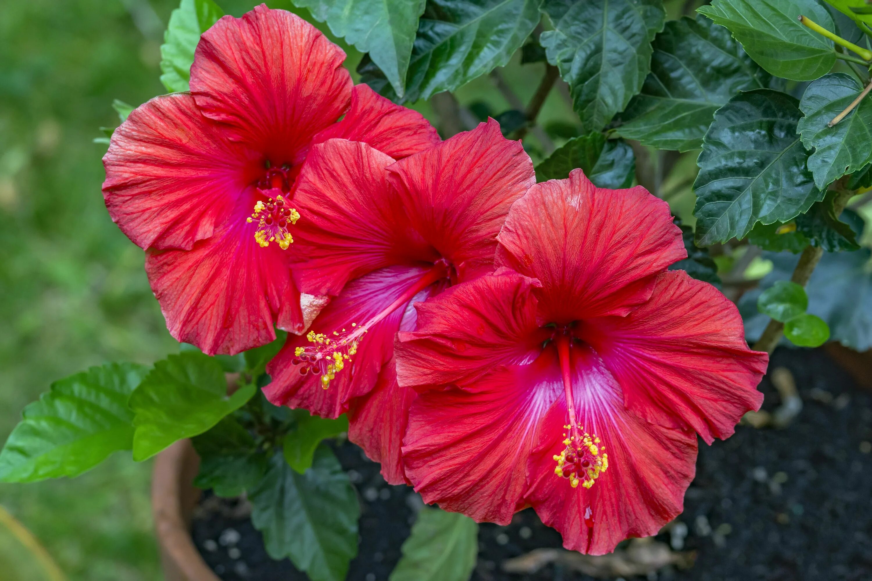 Каркаде (гибискус). Гибискус Rosa sinensis. Гибискус Sabaudia. Родовое название китайской розы 8 букв