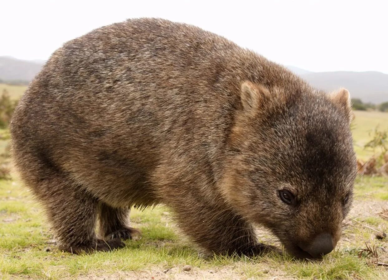 Wombat перевод. Вомбат в Австралии. Длинношёрстные вомбаты. Сумчатый вомбат. Короткошёрстный вомбат.