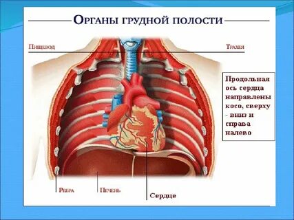 Желудок орган грудной клетки