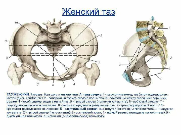 Размеры малого таза в акушерстве. Конъюгаты таза анатомия. Большой таз и малый таз анатомия