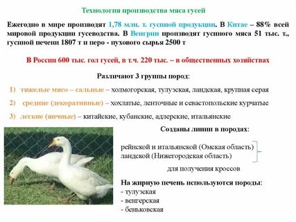 Плюсы гусей