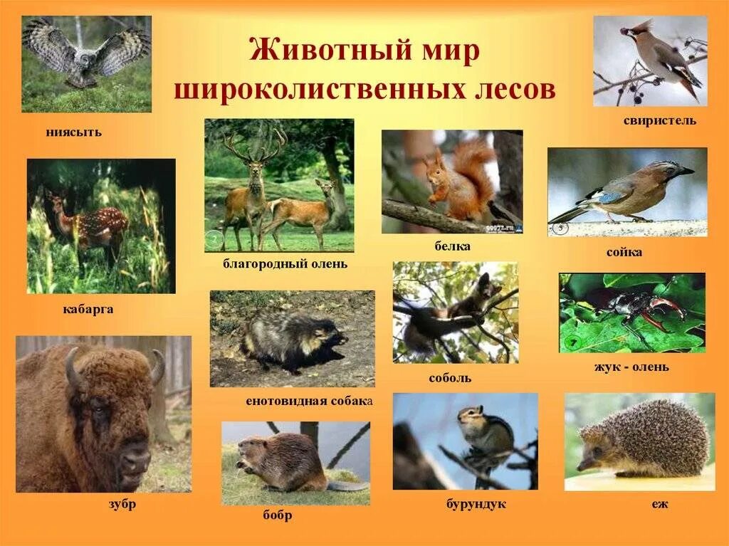 Лиственные леса животные