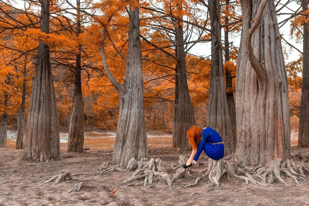 Где деревья в воде