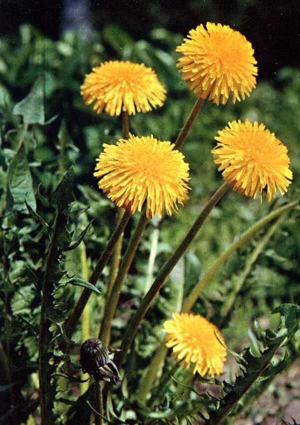 вид одуванчика обыкновенного. одуванчик taraxacum officinale. Wigg. вид одуванчика обыкновенного. Taraxacum officinale f.