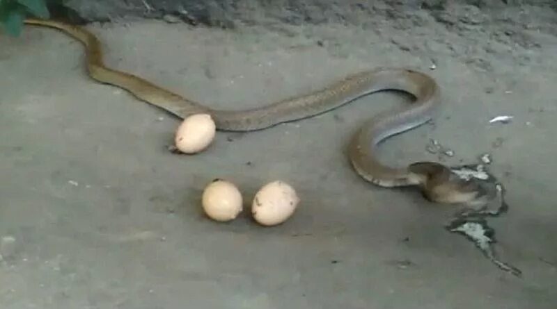 Яйца ужа фото. Яйца змеи Тайпана. Яйца гадюки.