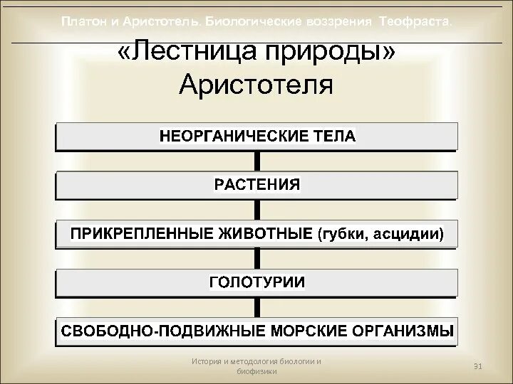 Лестница жизни кратко. Лестница Аристотеля в биологии. Лестница природы Аристотеля. Лестница жизни Аристотеля. Лестница существ Аристотеля.