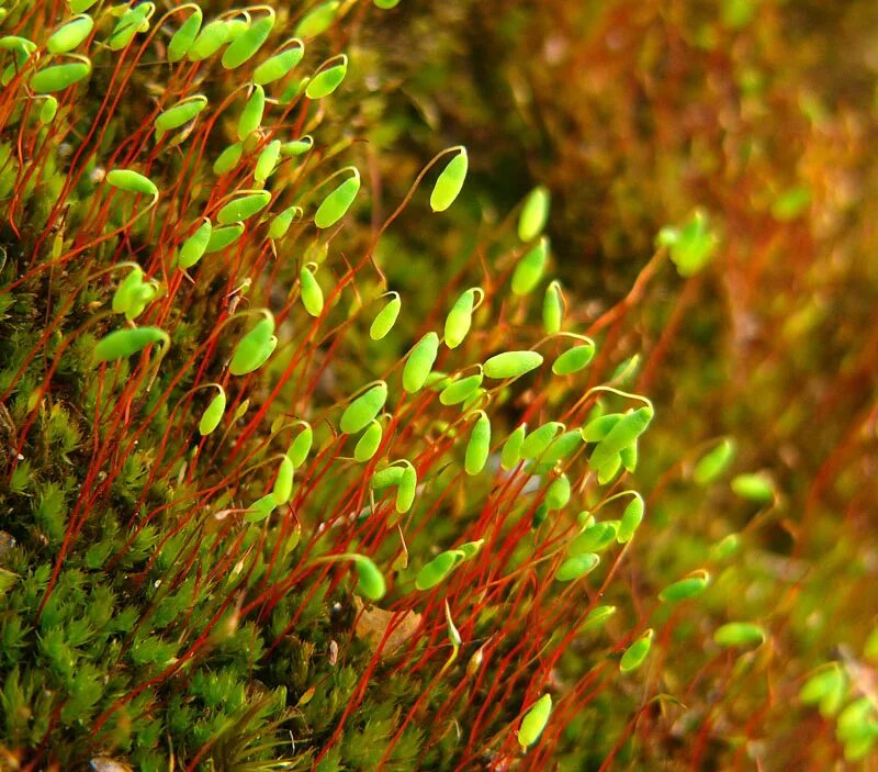 Мох политрихум кукушкин. Мох лен. Мох политрихум обыкновенный. Мох лен. Мох политрихум кукушкин лен.