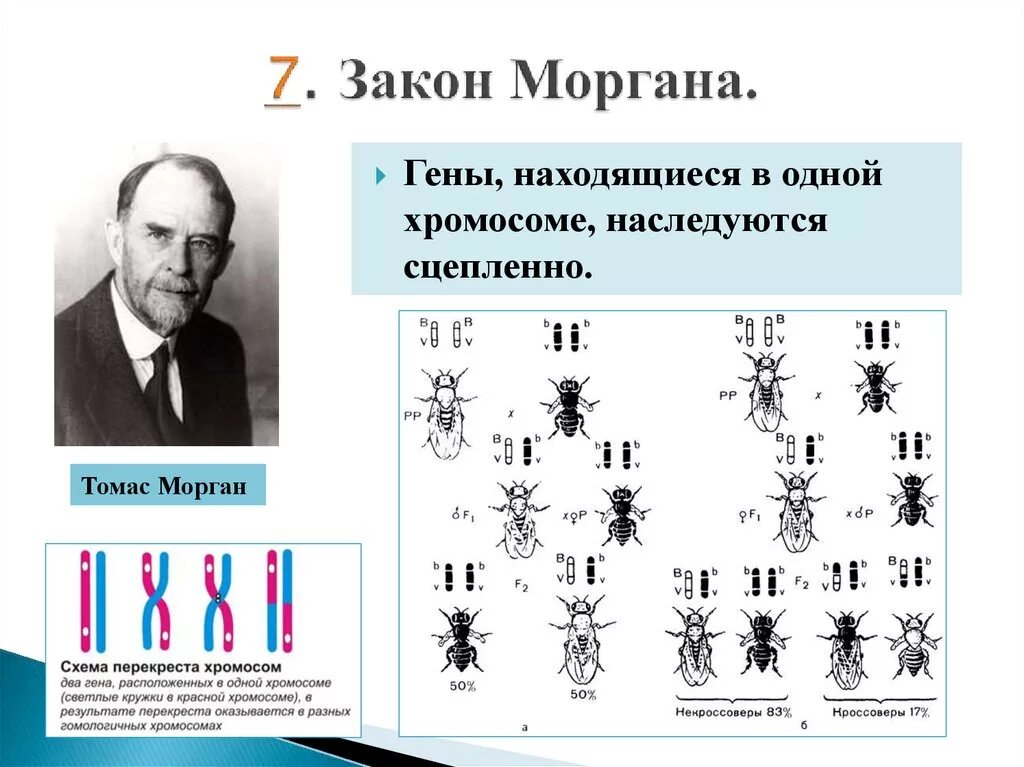 Биология закон т омоса Моргана. Теория наследственности Моргана. Сцепленное наследование генов т. Моргана.