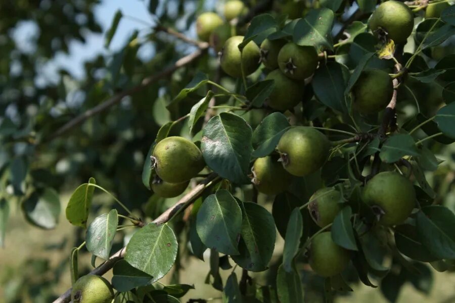 дика груша. крымская груша дикая. дикая груша дичка. дика груша. дика груша.