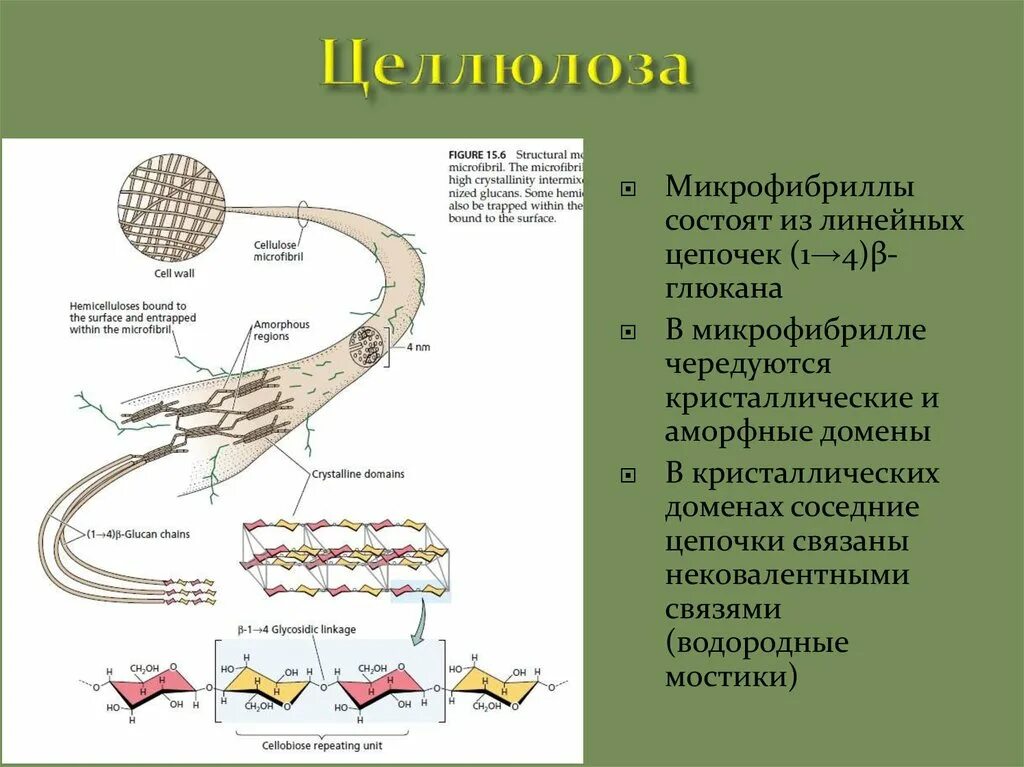 Микрофибриллы строение и функции. Cтроение коллагеновых волое. Микрофибриллы строение. Микрофибриллы. Строение волоса микрофибриллы.