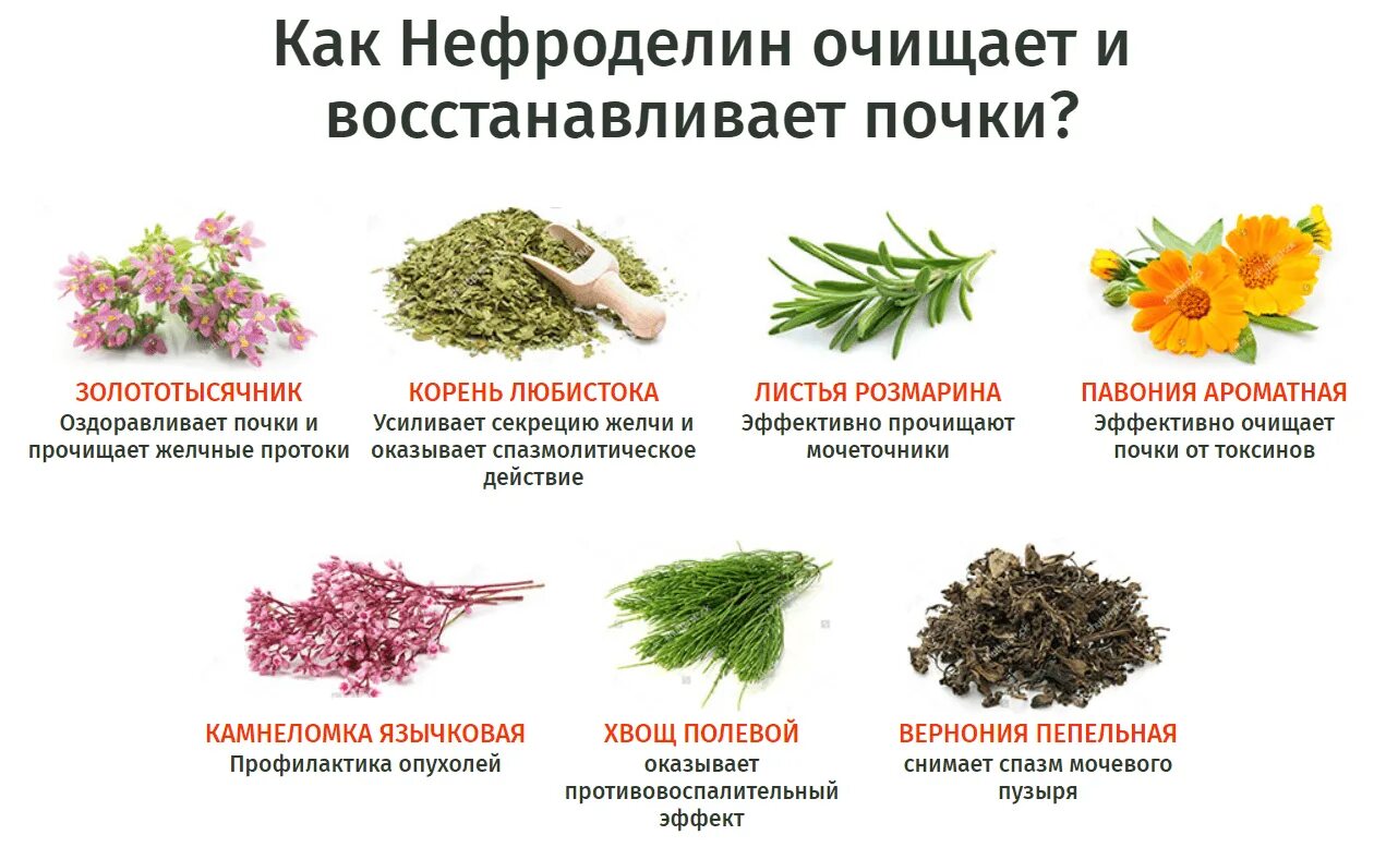 Травы лечащие почки. Травы при цистите. фитотерапия при цистите. народные средства при цистите. цистит лекарственные травы.