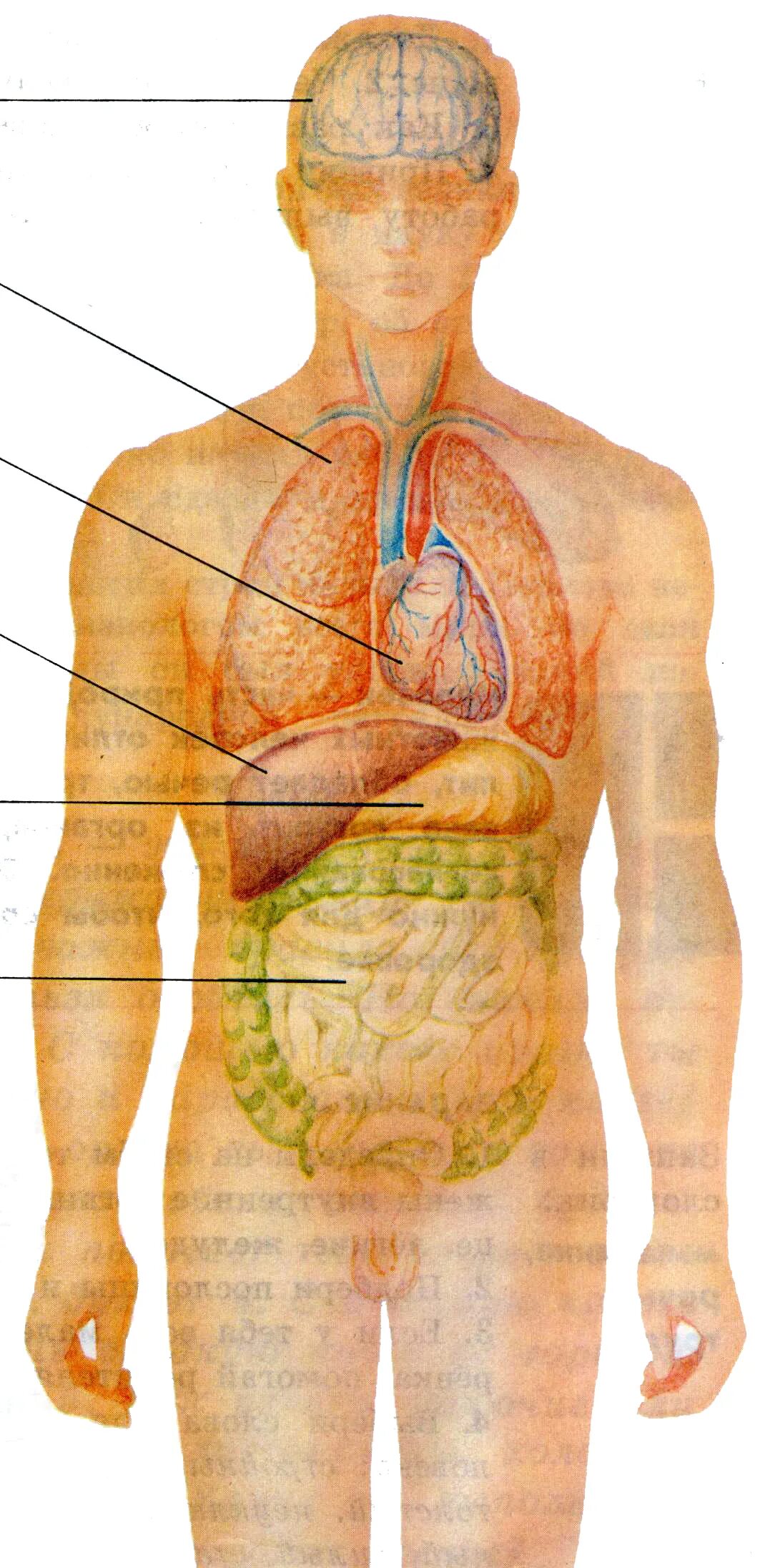 Внутренние органы. Расположение внутренних органов. Тело человека органы. Расположение органов у человека. Органы человека расположение с названиями