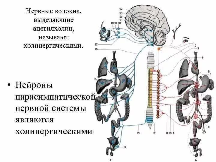 Данной системы является то что