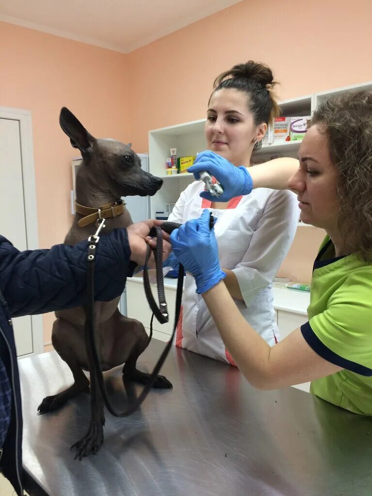 салманова 4 нижневартовск. ветеринарный центр сахвет. ветеринарная клиника южно-сахалинск. революции 5 года. ветеринарная клиника костомукша мира 10.