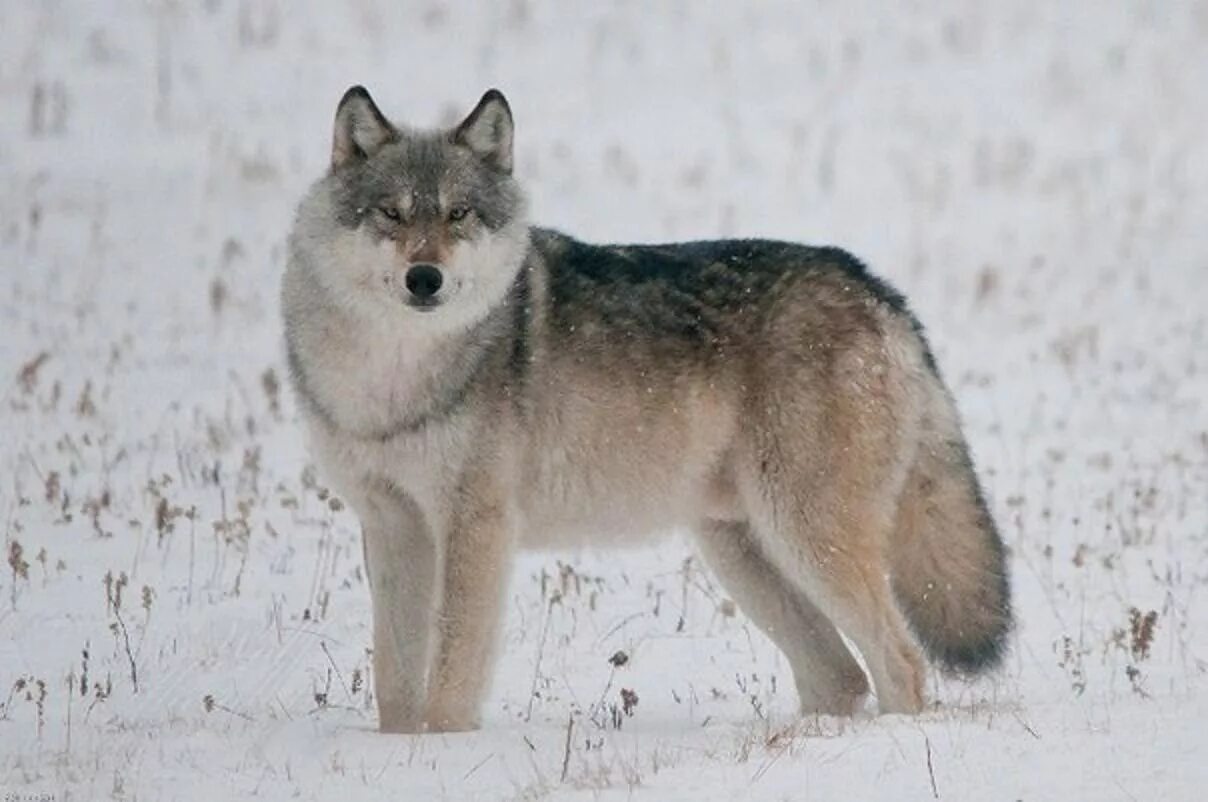 Волк canis Lupus. Волк серый обыкновенный. Волк зимой. Серый.