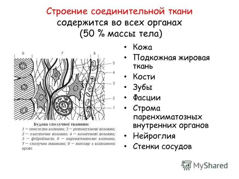 Какие органы входят в соединительную ткань. Строение соединительной ткани. Строение соединительной ткани анатомия. Соединительная ткань структура и строение. Соединительная ткань строение и функции рисунок.