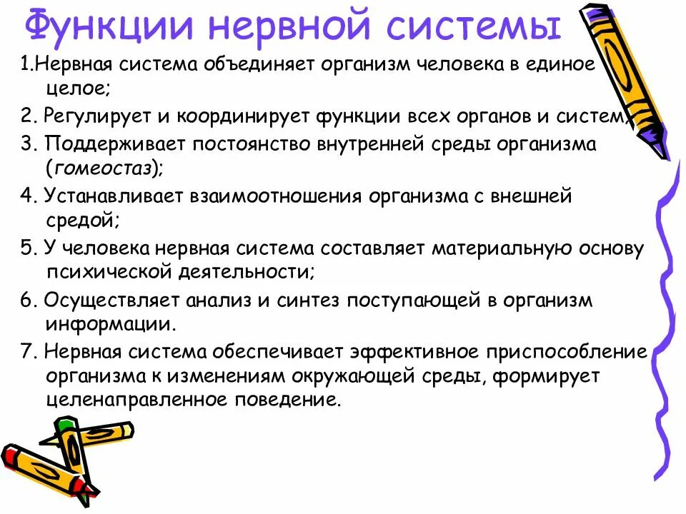 Функции ервнойсистемы. Функции нервной системы. Функции нервной системы человека. Функции нервной систием.