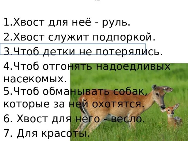 Воронеж станция косуля. Белгородский зоопарк фото. Оленуха брела по чужой ставшей. Олень и олениха. Оленуха брела по чужой ставшей.
