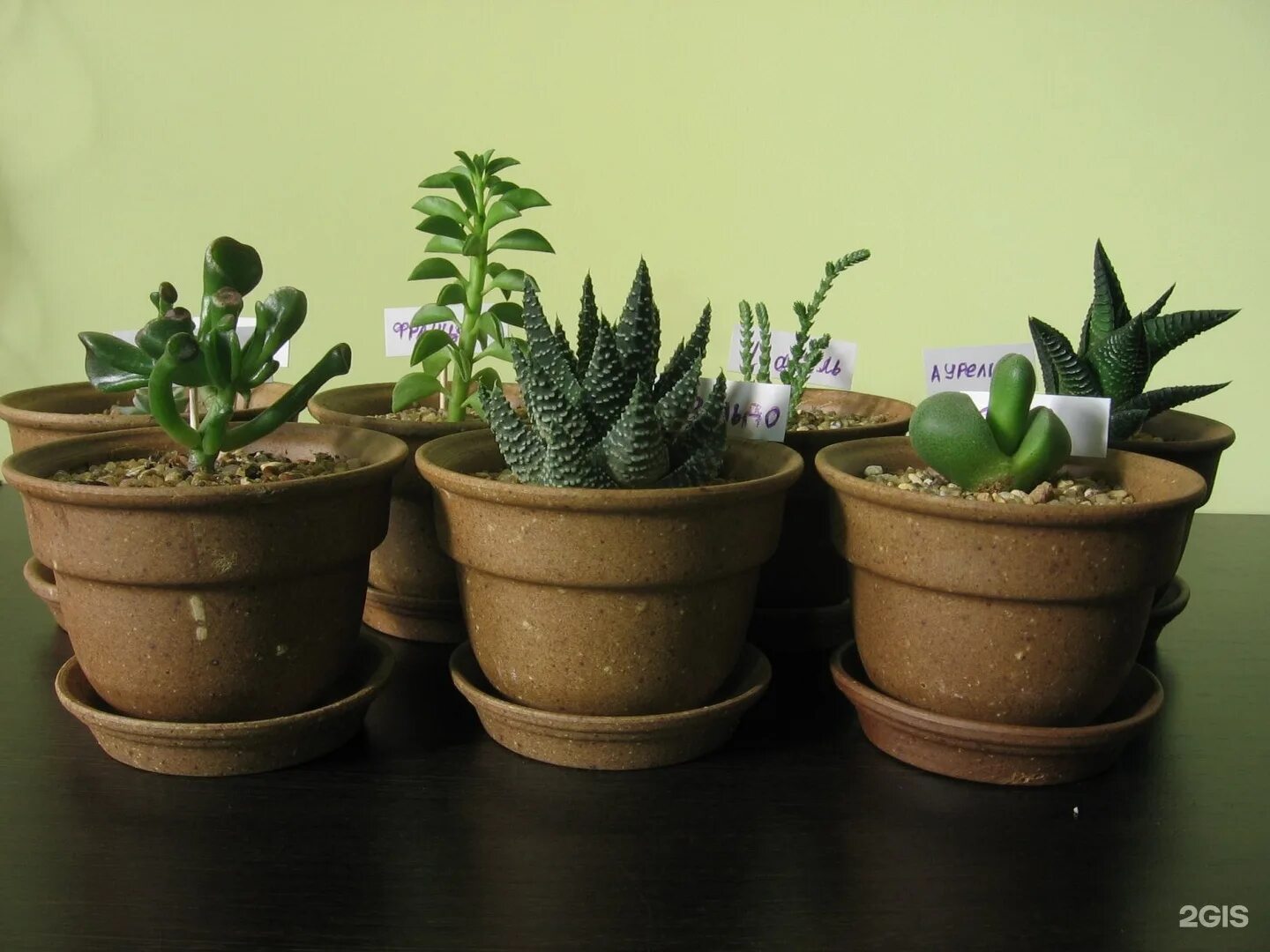 Горшечные растения. Цветочный магазин комнатных растений. Спатифиллум фитостена. Комнатные растения новосибирск. Комнатные растения на окне.