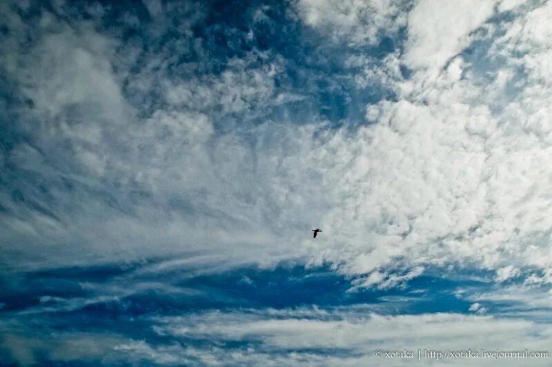 Marvelous cloudscape. Пышные облака. Узнать небо. Небо с облаками. Облака.
