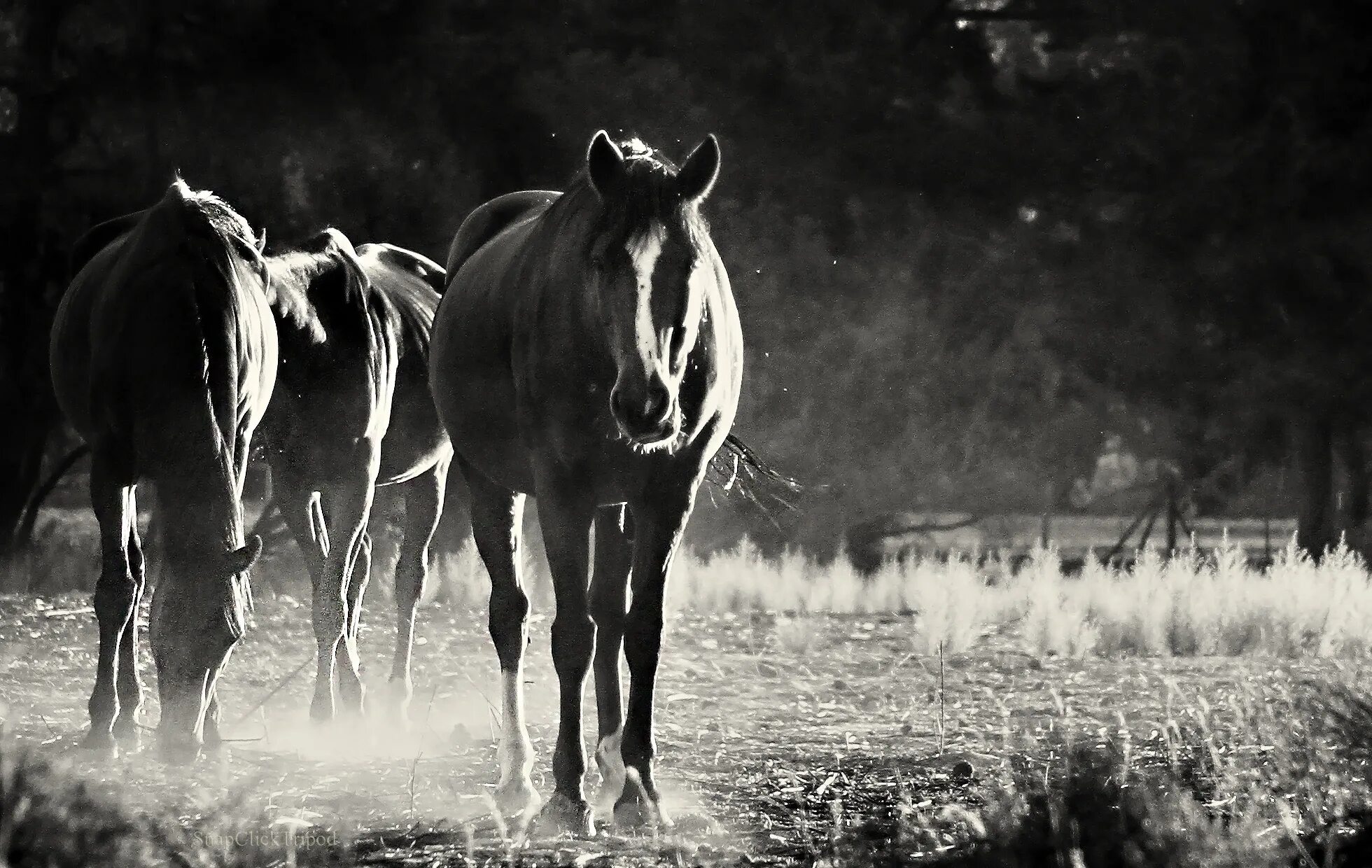 Лошадь в темноте. Обои на рабочий стол лошади. Природа черно белая и лошадь. Черная лошадь пейзаж.