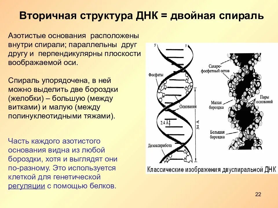 Вторичная цепь днк. Двойная спираль нуклеиновых кислот. Структура двойной спирали ДНК. Принципы строения двойной спирали ДНК. Двойная спираль ДНК структурная.