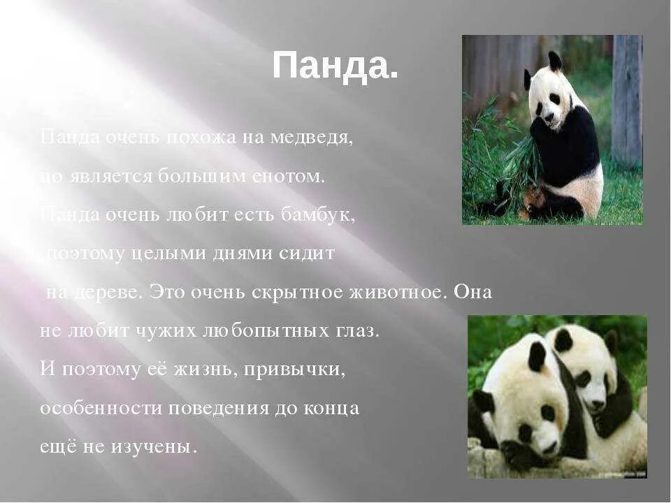 Включи описание большая. Описание панды. Панда красная книга. Сообщение о панде. Презентация про большую панду.