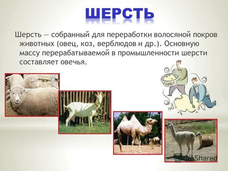 кашемир волокно. шерсть предложения. шерсть с овцы для детей. сообщение про шерсть. сколько стоит спрясть собачью шерсть 100 грамм в домашних условиях.