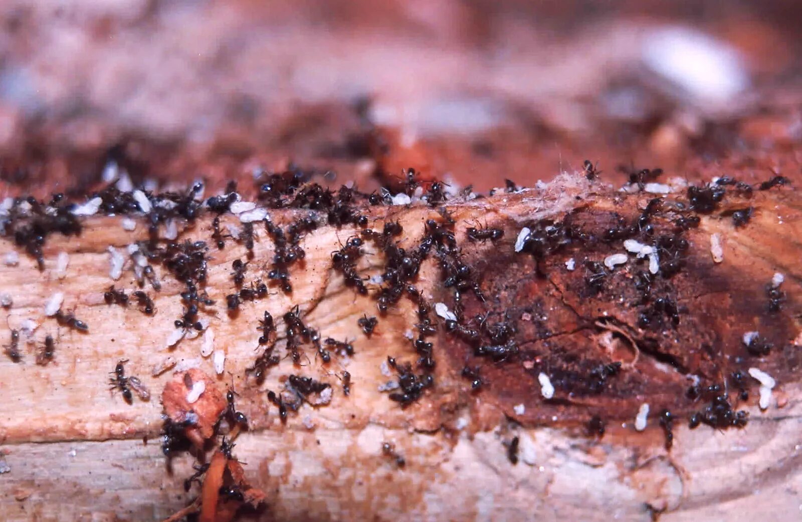 Заболевшие муравьи. Термиты и муравьи. Муравей vs Термит. Муравьи в термитнике. Термиты солдаты против муравьев.