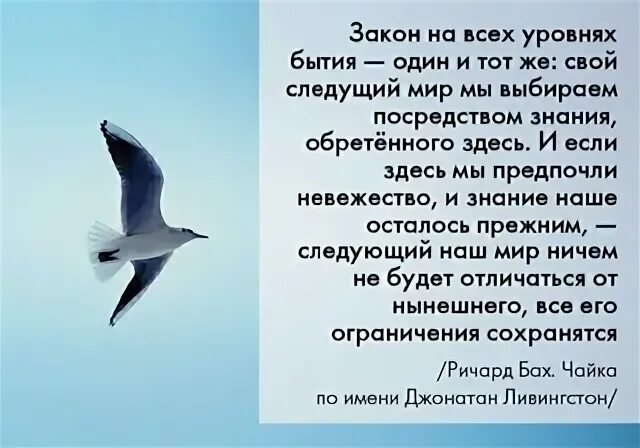 Цитаты Ричарда Баха Чайка по имени Джонатан. Рассказ про чайку Джонатан Ливингстон. Чайка Джонатан Баха цитаты.