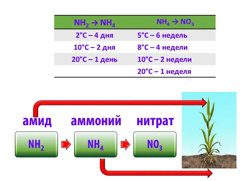 Азот необходим живым. Доступные формы азота для растений. Амидная форма азота для растений. Форма азота в карбамиде. Амидная форма азотных удобрений.